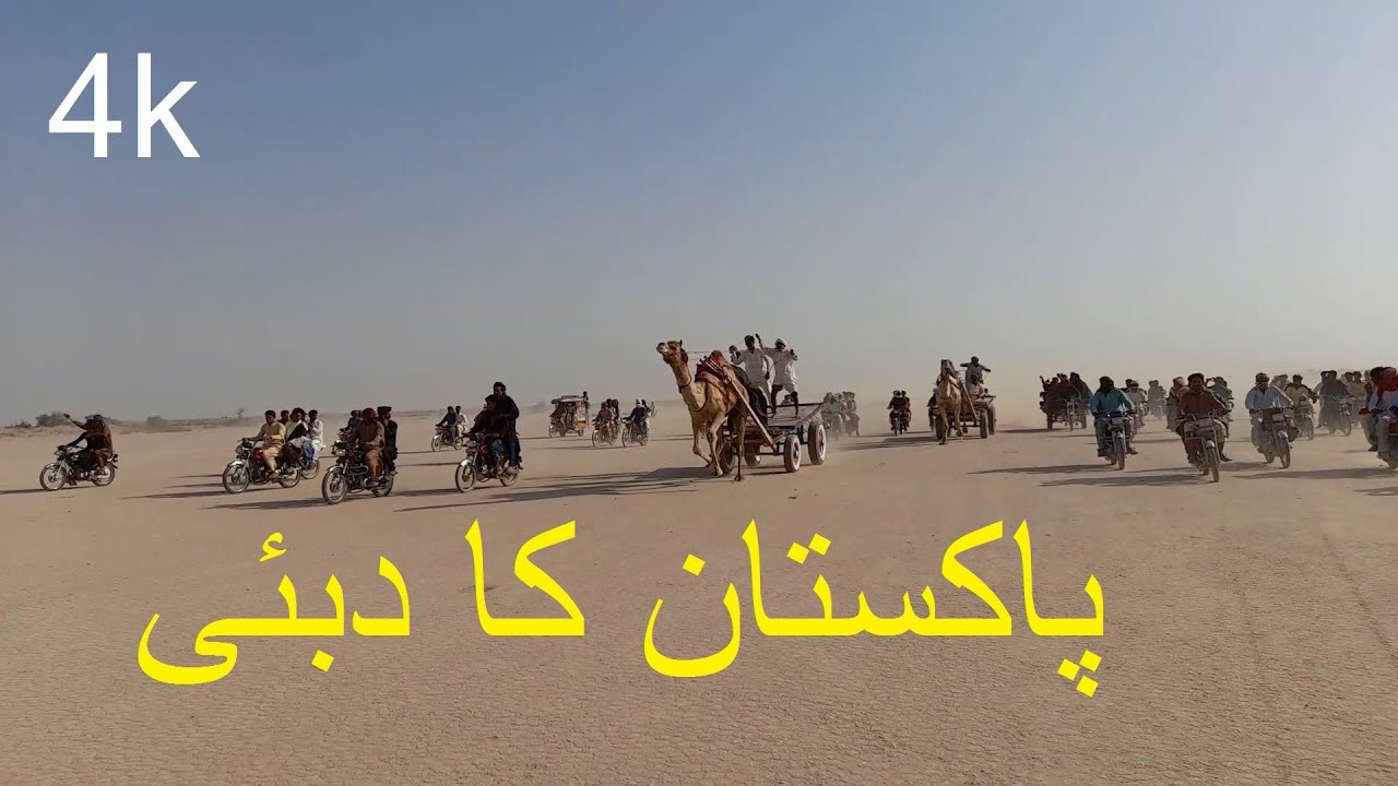 Camel Race | Cholistan Desert