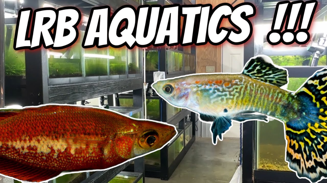 Touring LRB Aquatics Fish Room! An Amazing and Unique Approach to Fish Keeping!