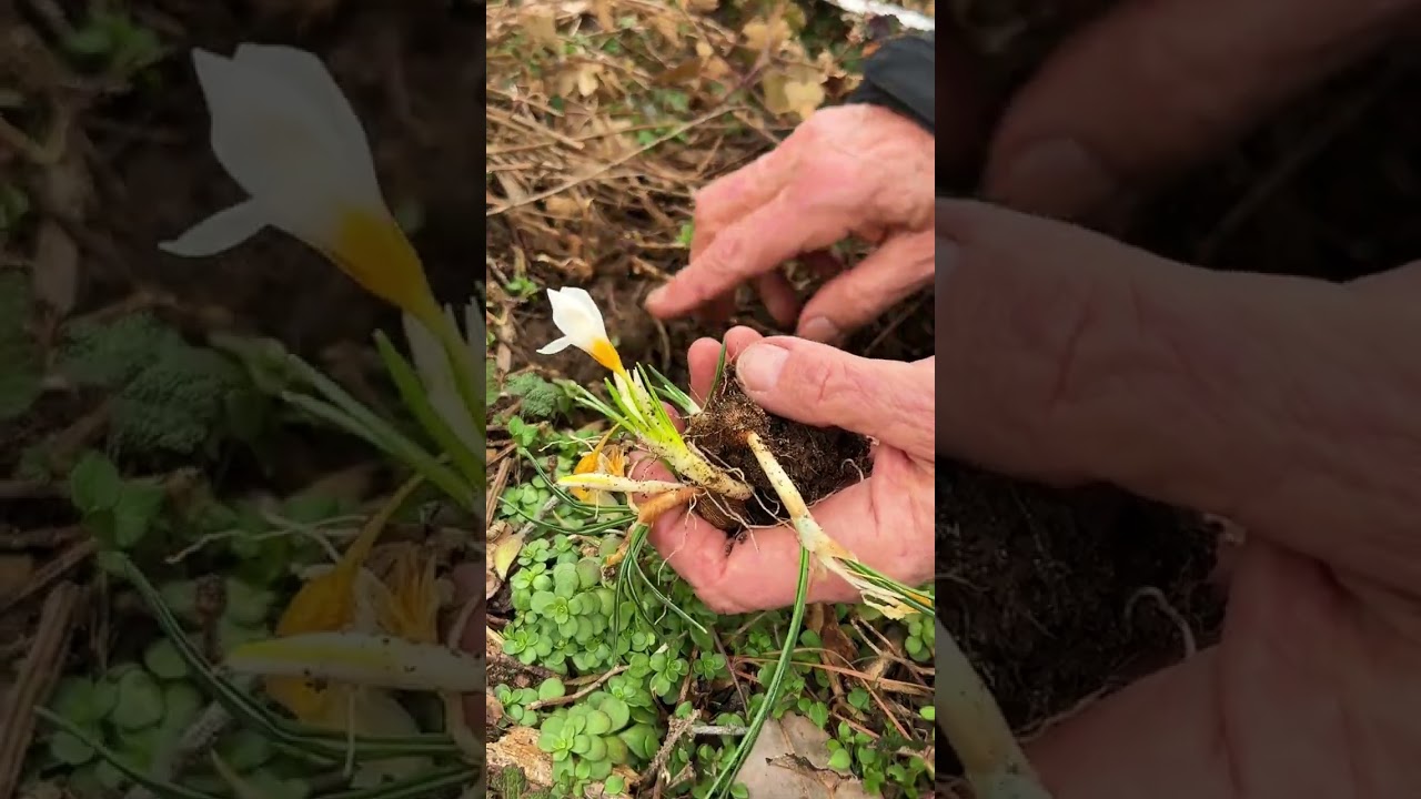 Пересадка Crocus sieberi 'Bowles White'