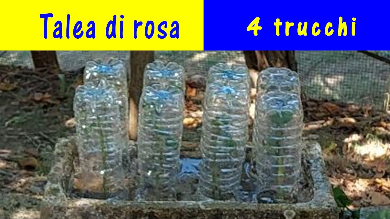 Rosa: come propagarla per talea con risultato garantito. Quando e come fare le talee di rose