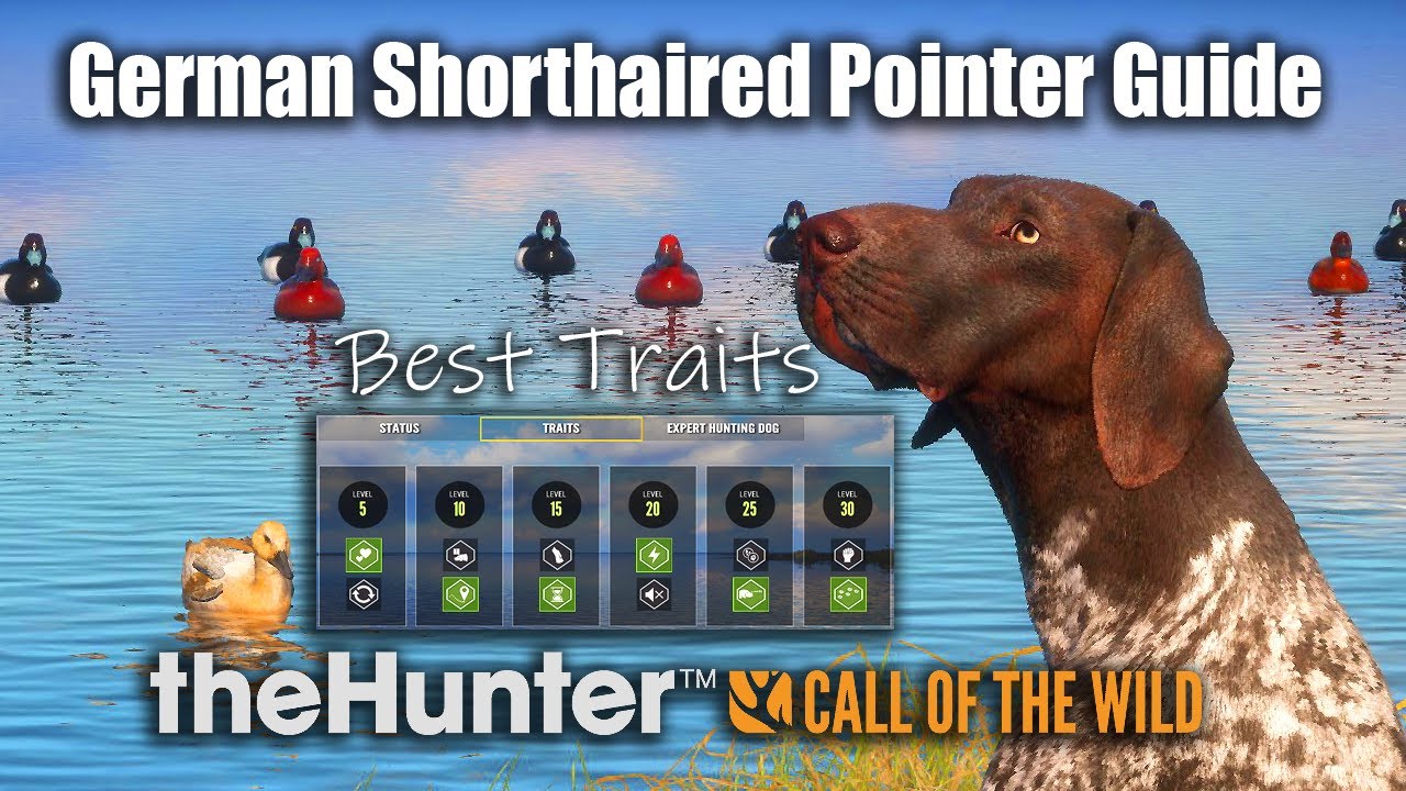 Руководство по немецкой короткошерстной пойнтере - theHunter Call Of The Wild
