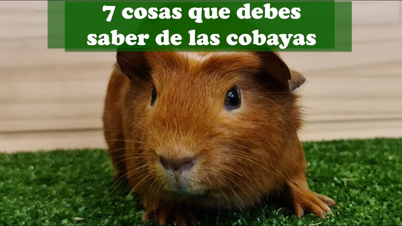 COBAYAS: 7 COSAS QUE DEBES SABER