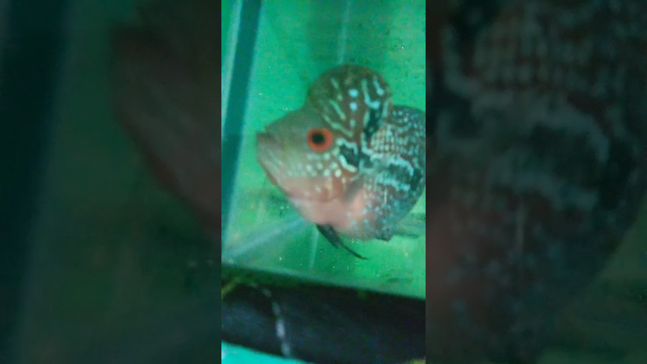 small to big flowerhorn fish SRD flowerhorn fish baby growth #shorts #flowerhorn #fish