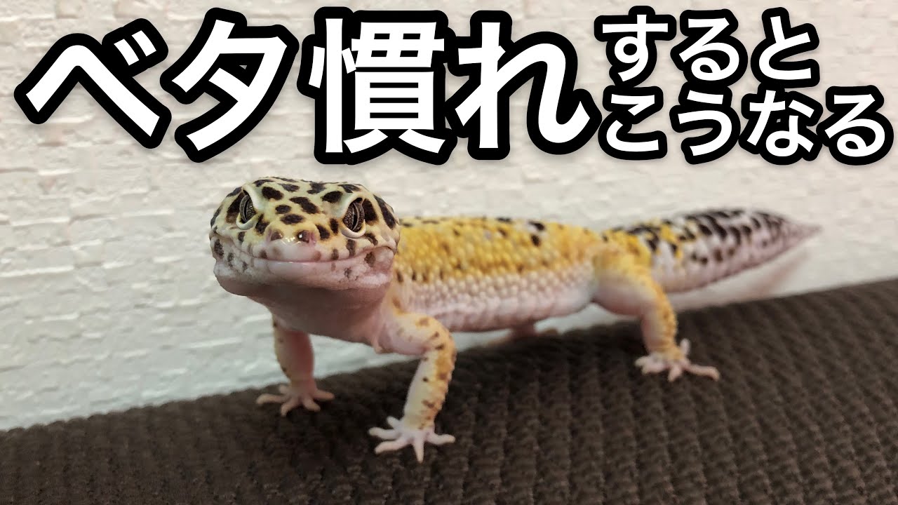 レオパとの日常 〜Days with Leopard Gecko〜