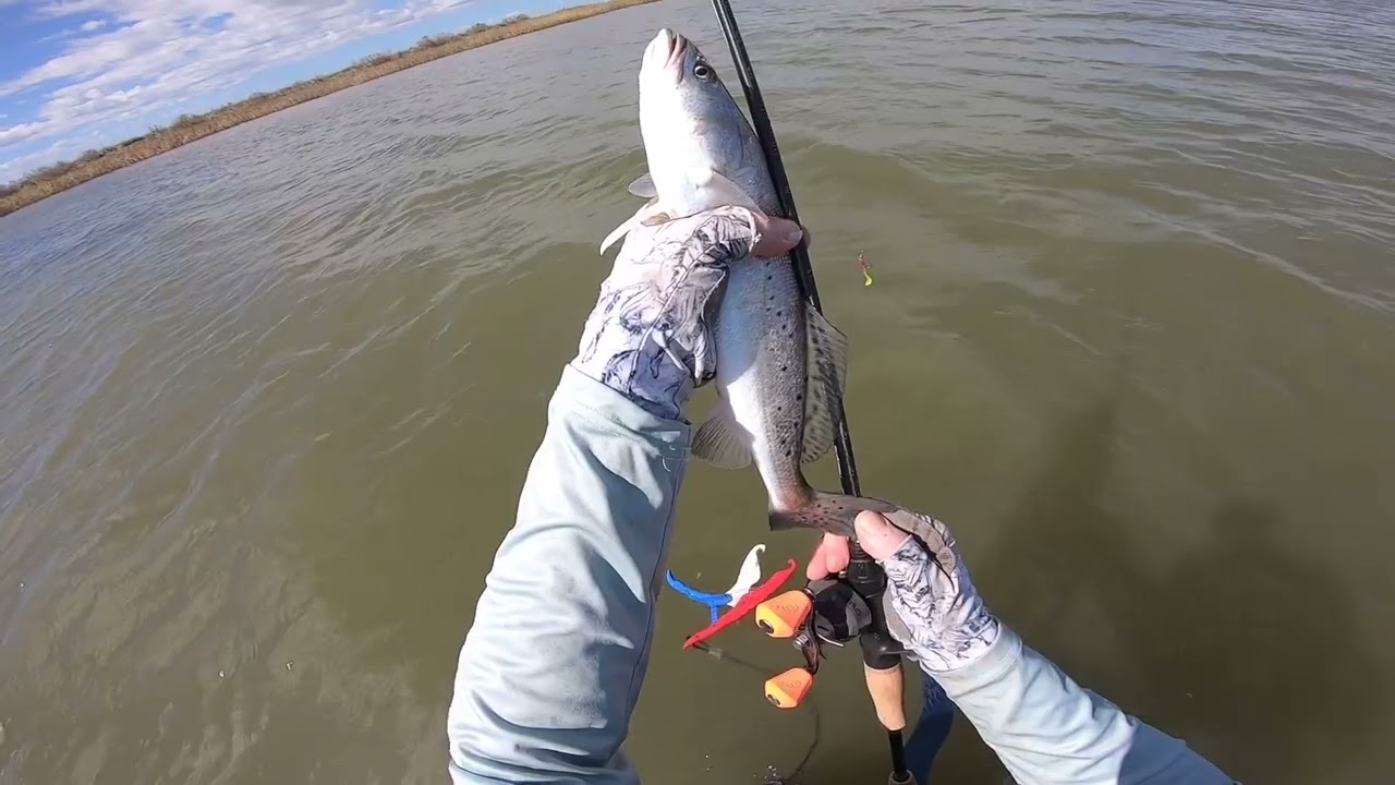 Wading cool West Matagorda Bay mid Oct 2023  catching another Texas slam