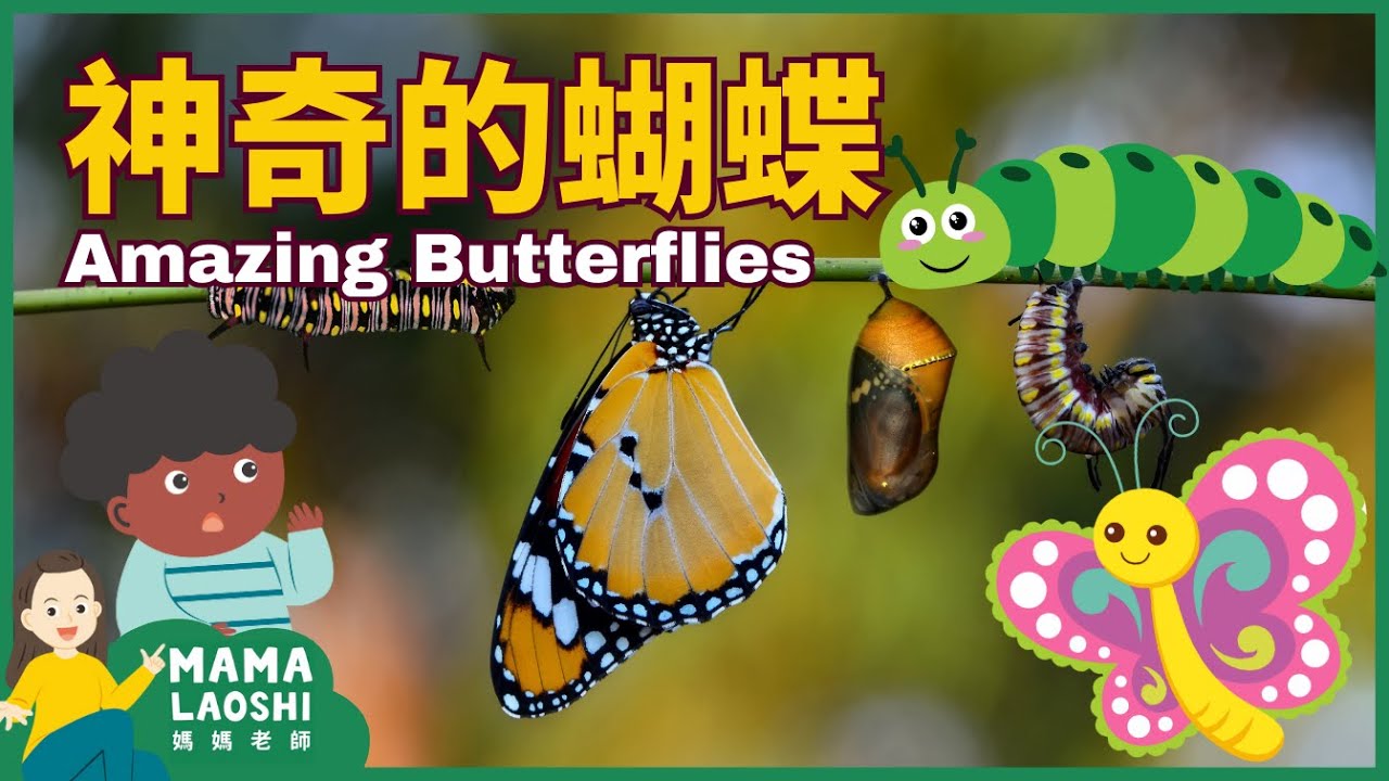 All about BUTTERFLIES for Kids in Chinese 神奇的蝴蝶 | 蝴蝶的蛻變 | Animal Science for Kids in Chinese 幼兒科普短片