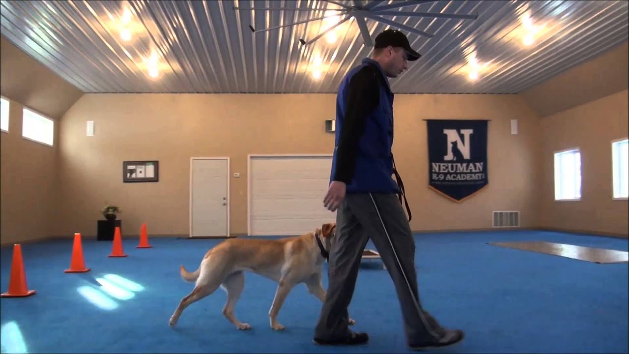 Tilia (Labrador Retriever) Obedience Training Camp