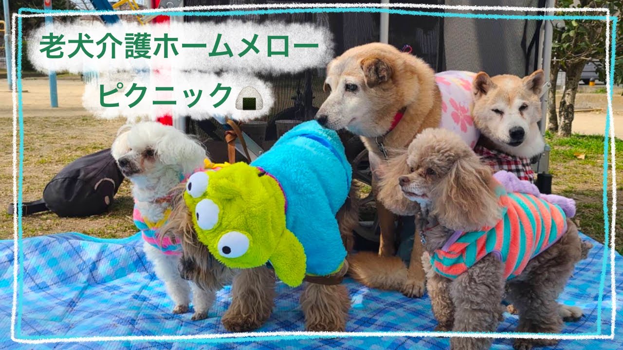 【老犬介護】5匹で公園へピクニック🍙