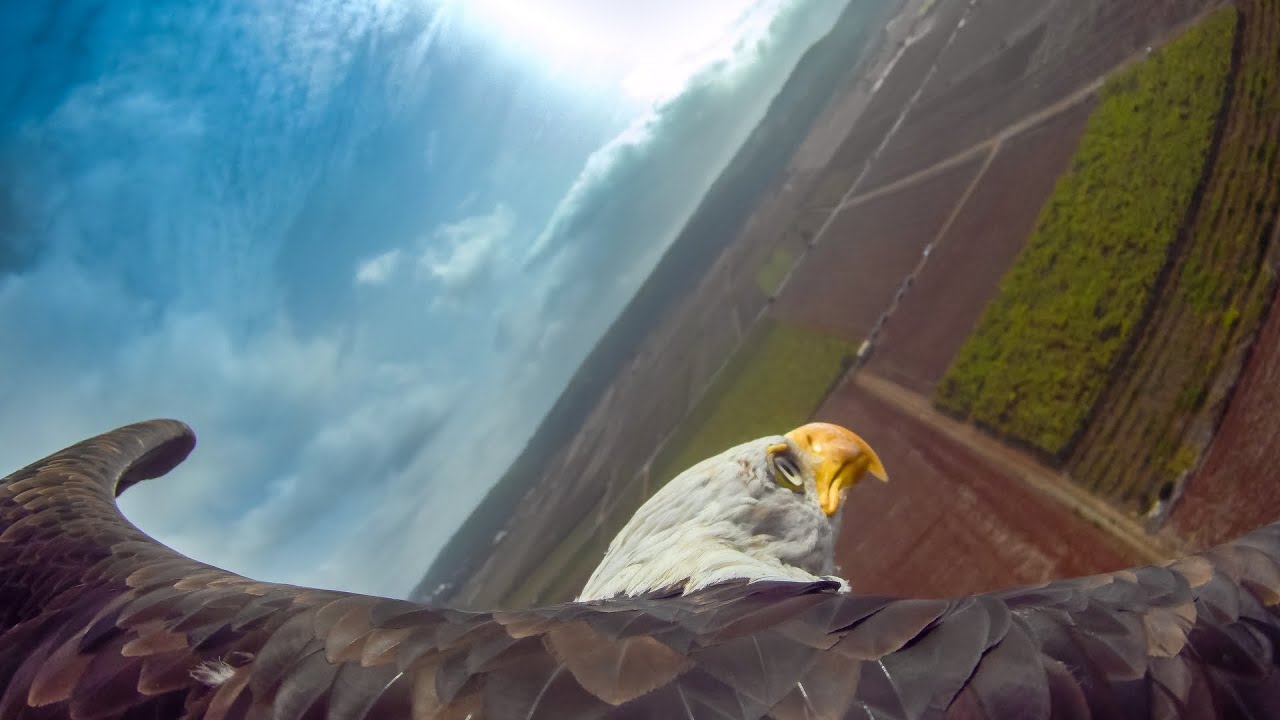 Falconeria nei cieli di Fasano