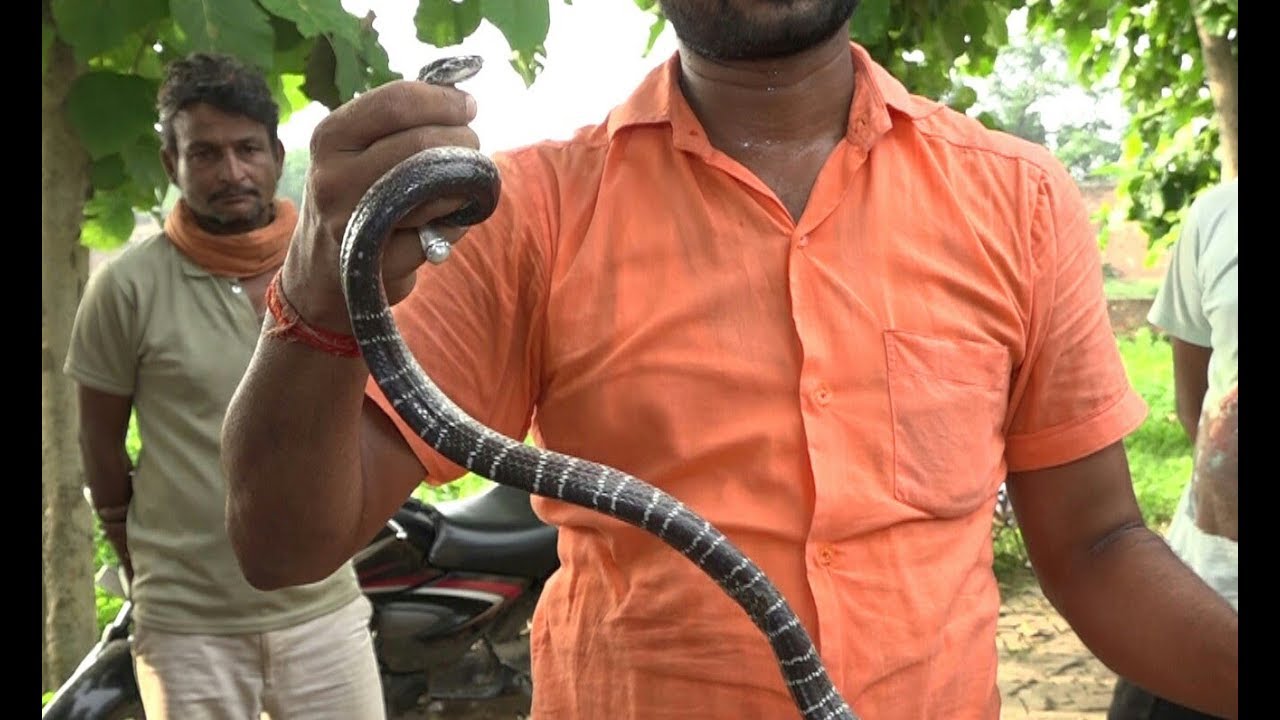 Big size Indian common krait (venomous) snake rescue by Murliwale hausla