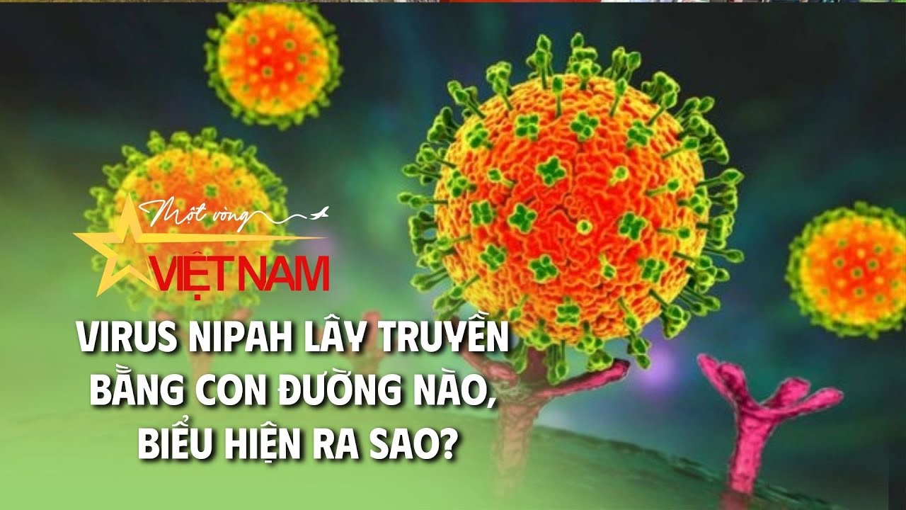 Virus Nipah lây truyền bằng con đường nào, biểu hiện ra sao? | Cụm tin | Thời báo VTV