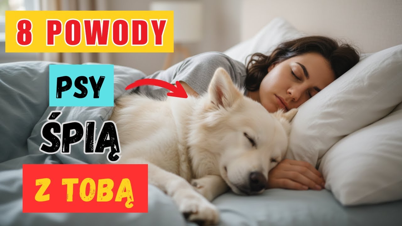 8 Prawdziwych Powodów, Dla Których Twój Pies Śpi Z Tobą (NIE To, Co Myśli Większość Właścicieli)