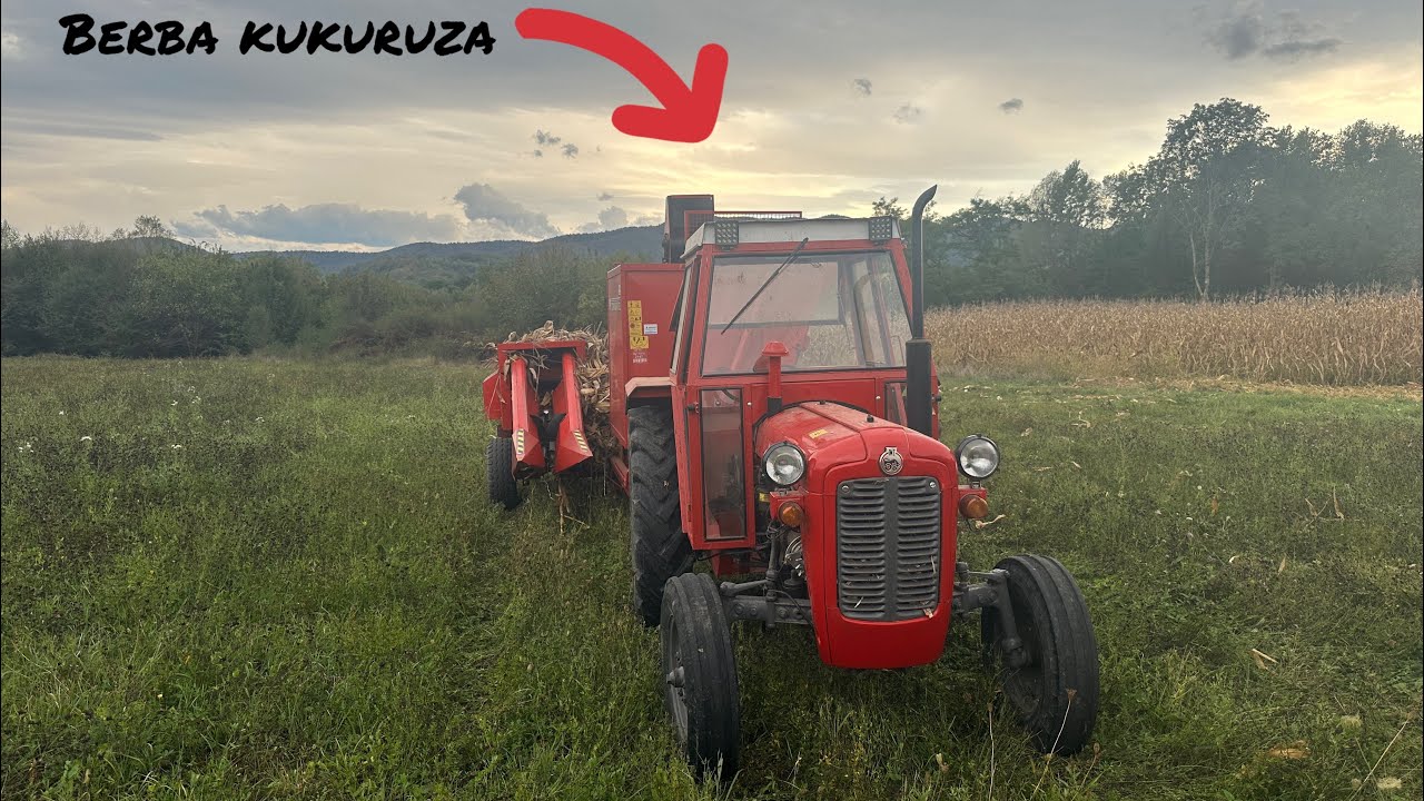 Berba kukuruza 2024 (IMT 539 i SIP SEMPETER 40 EOL)