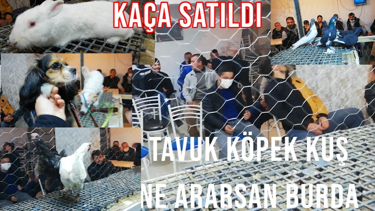 BOMBA MEZAT BÖYLE İHALE GÖRÜLMEDİ ANKARA KÖPEK KUŞ TAVUK NE ARARSAN VAR FİYATLARI KAÇA GİTTİ