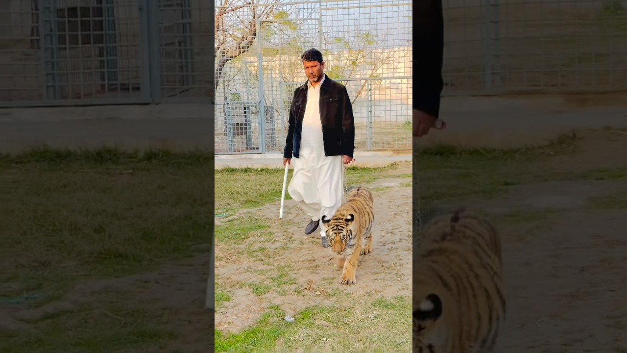 Tiger 🐅😱