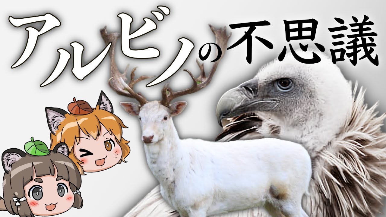【ゆっくり解説】真っ白で神秘的！？アルビノの不思議に迫る！
