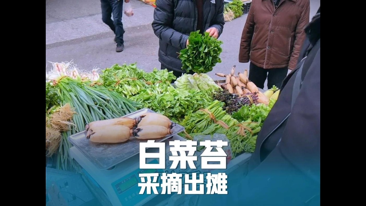 白菜苔进入收尾阶段，本地人天天吃也不腻，出摊依然最受欢迎！