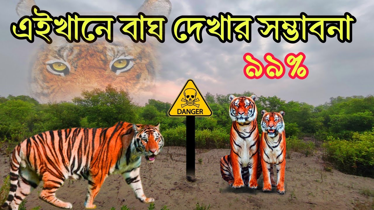 এই জায়গাটিতে বাঘ দেখার সম্ভাবনা ৯৯%😱😮//moipith sundarban//tiger in sundarban 😮