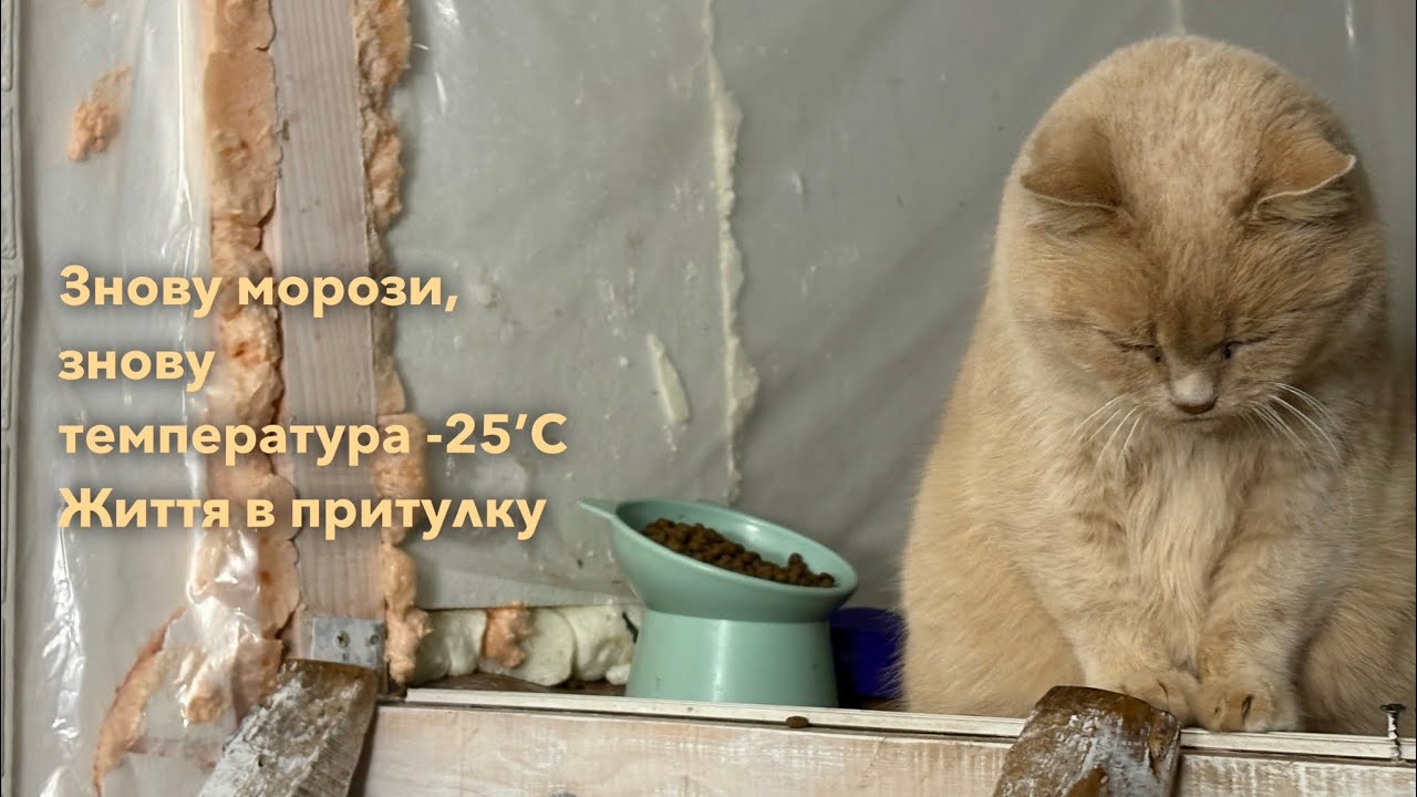 Морози повертаються. Знову на вулиці до -25ʼС. Котики в притулку 