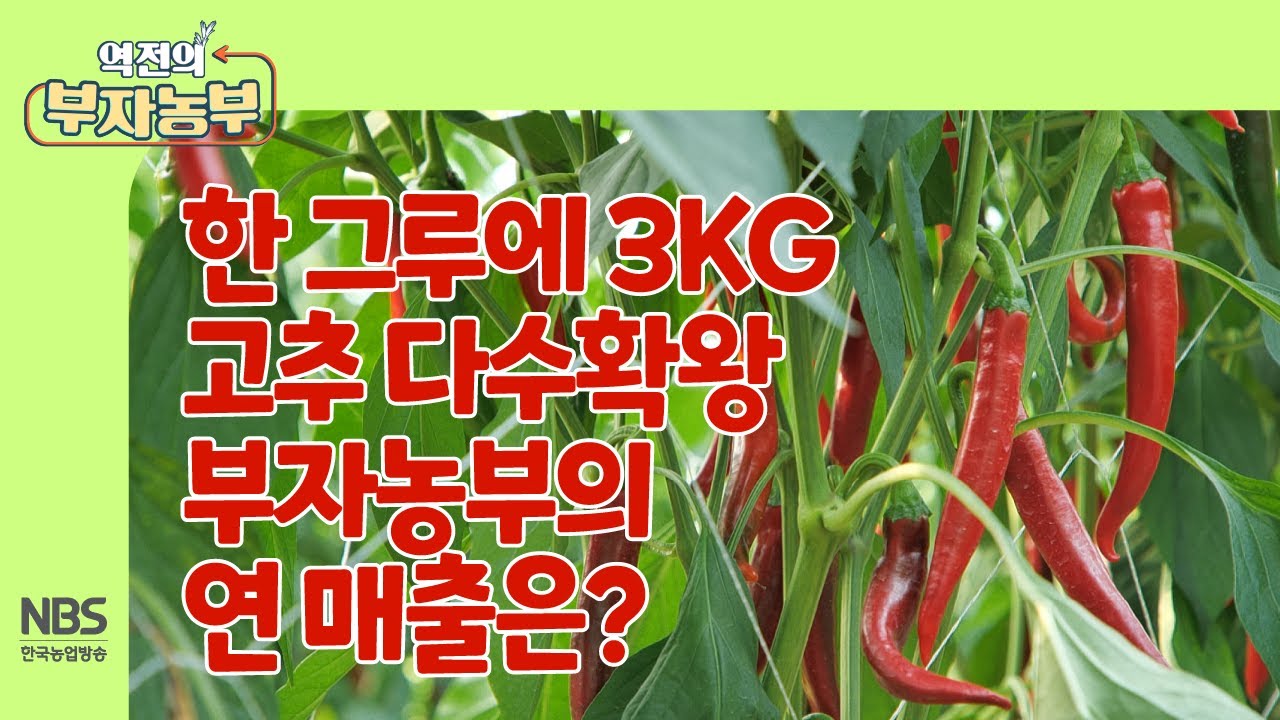 [역전의부자농부 263회] 한 그루에 3KG 고추 다수확왕 부자농부의 고추 판매 연 매출은?