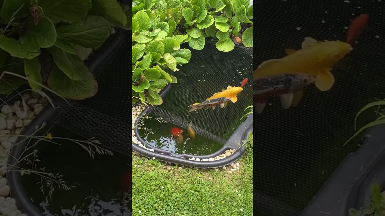 Fraie carpes Ko&iuml; en bassin