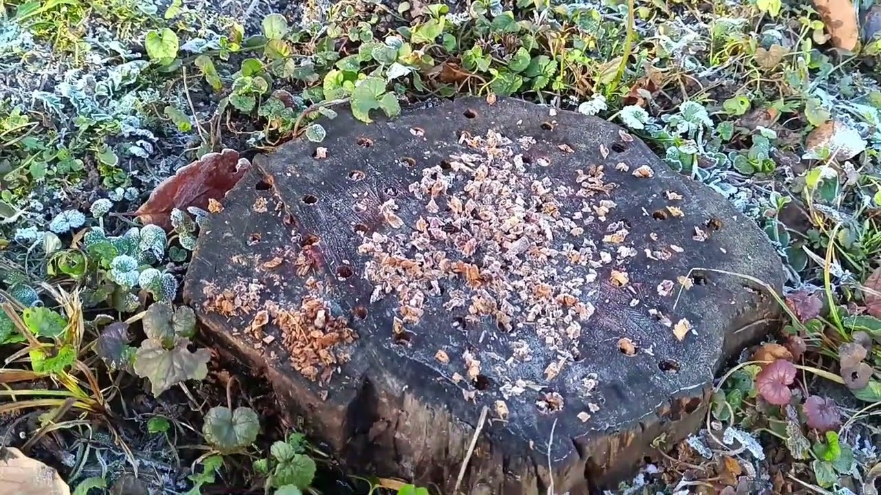 Év végi bejgli lemozgás