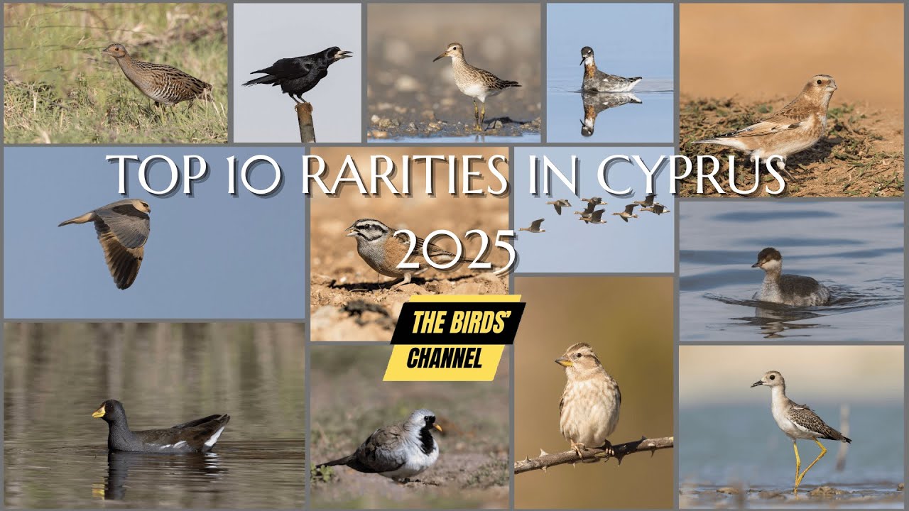 TOP TEN RARITIES IN CYPRUS DURING 2025