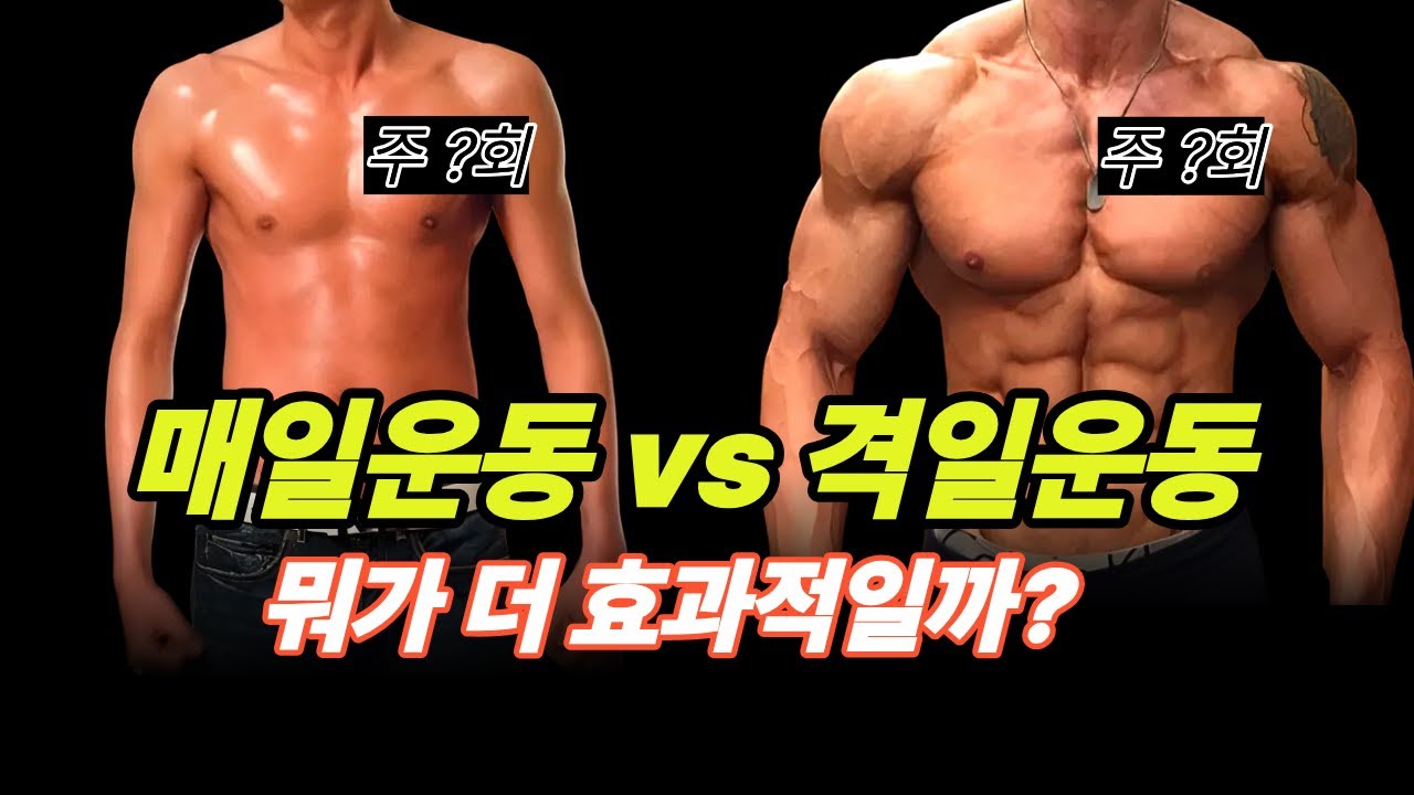 격일운동이 더 좋다던데... 매일 운동해도 될까?