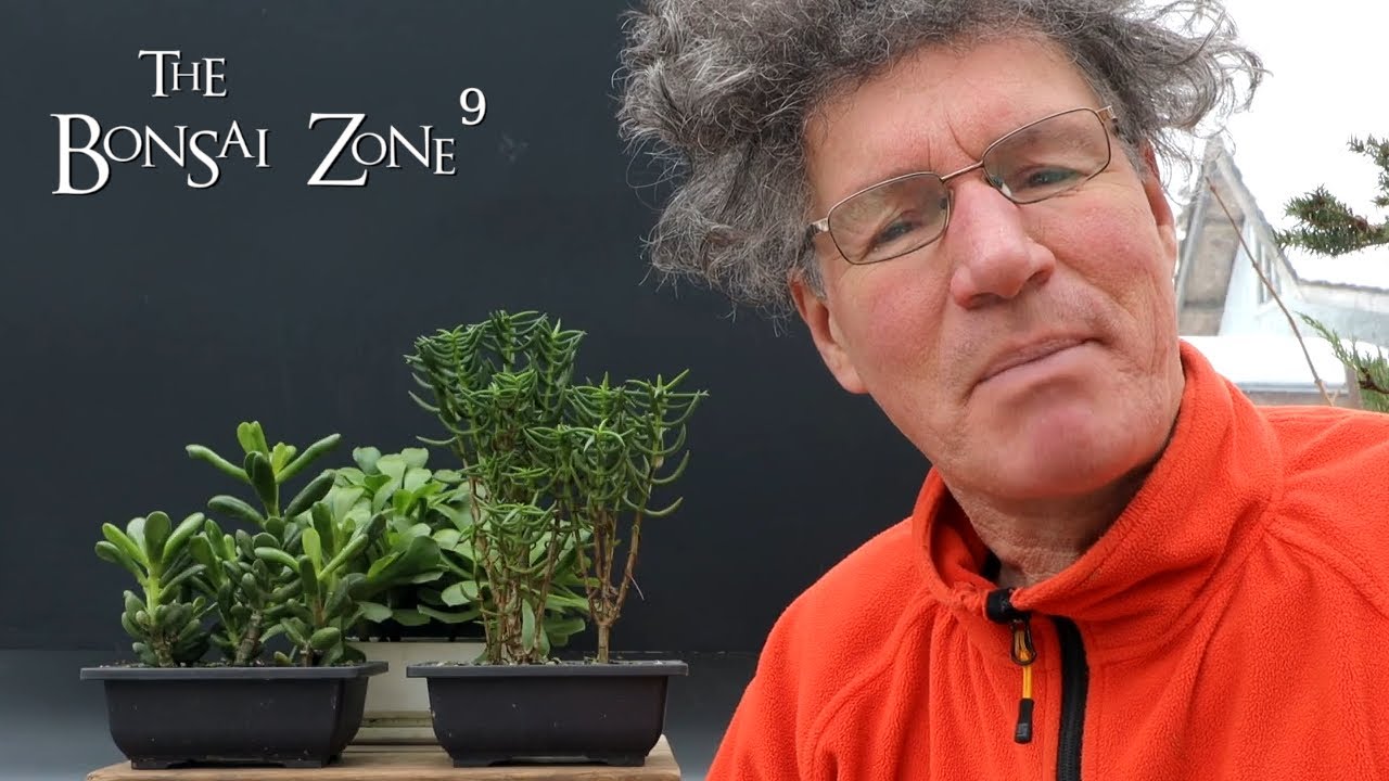 Pruning Three Succulent Bonsai, The Bonsai Zone, Jan 2022