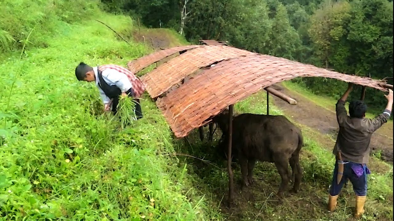 A farmer is Shifting his 🐃 buffalo shed in Village