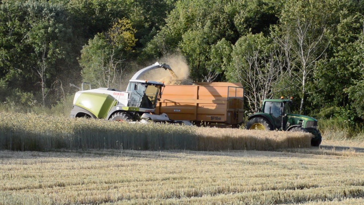 Wholecrop 2023 - Claas 840 Jaguar Chopping Wholecrop Rye