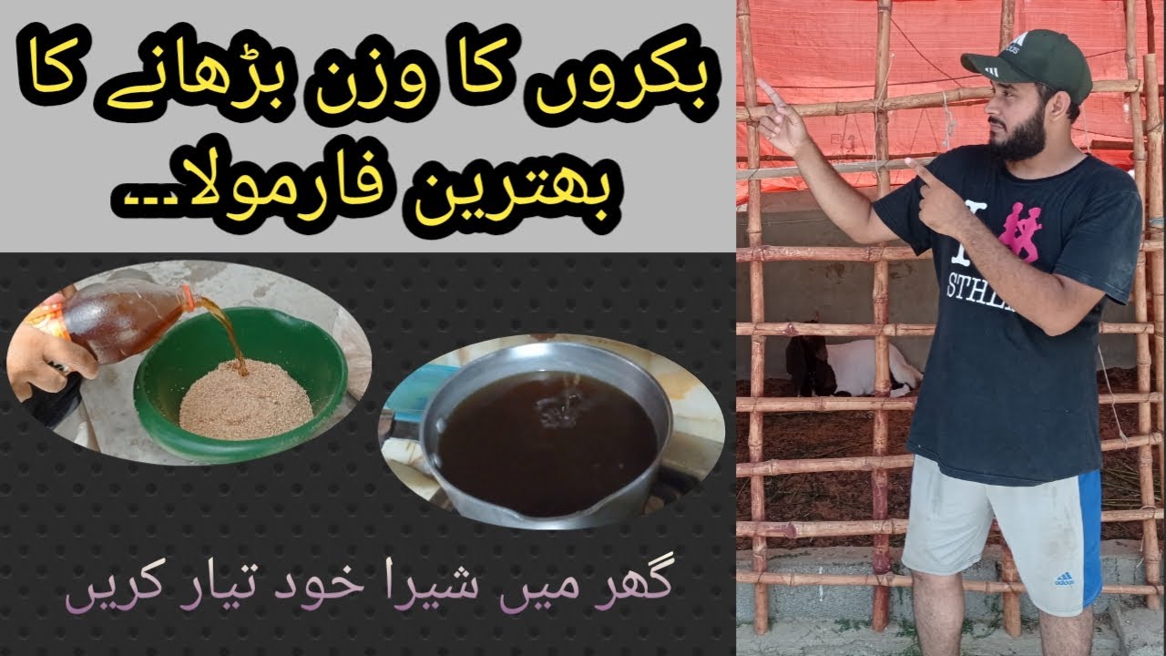 Bakro Ko Mota Karny Ka Behtareen Formula || Bakro Ko Gur Ka Sheera Dyny Ka Tareqa