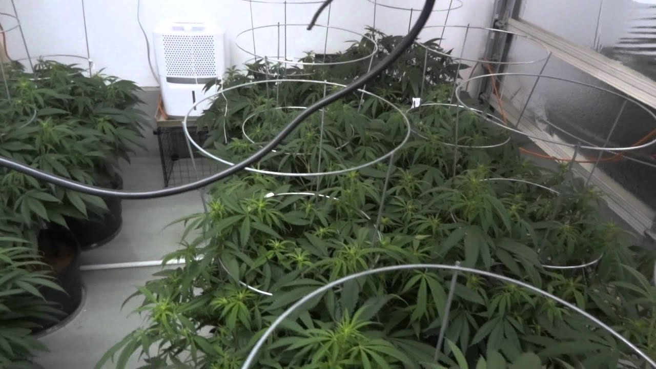 Site M - Green Crack Cannabis Grow - Day 9 of Flower