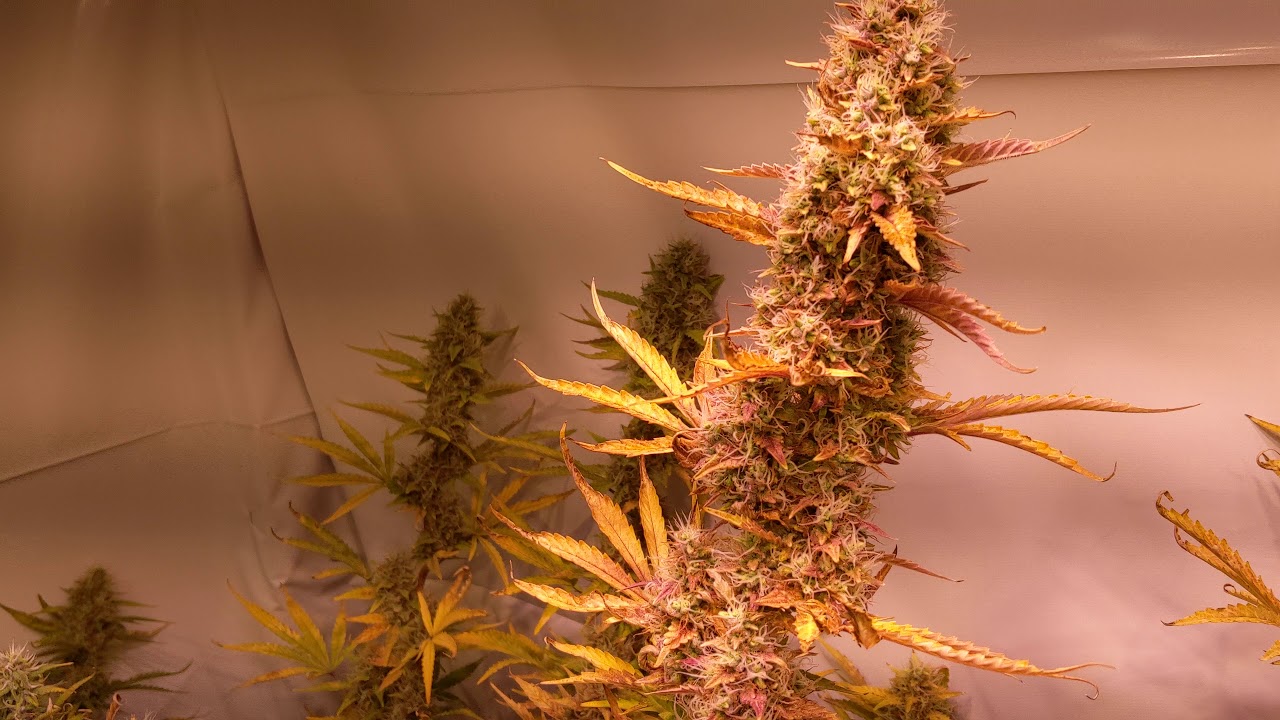 Auto Flowering Weekly Update 10