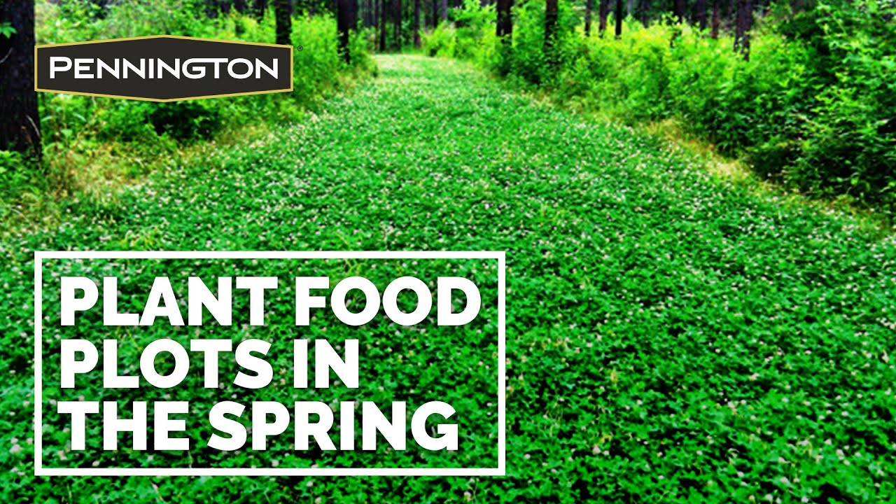 Planting Food Plots in the Spring