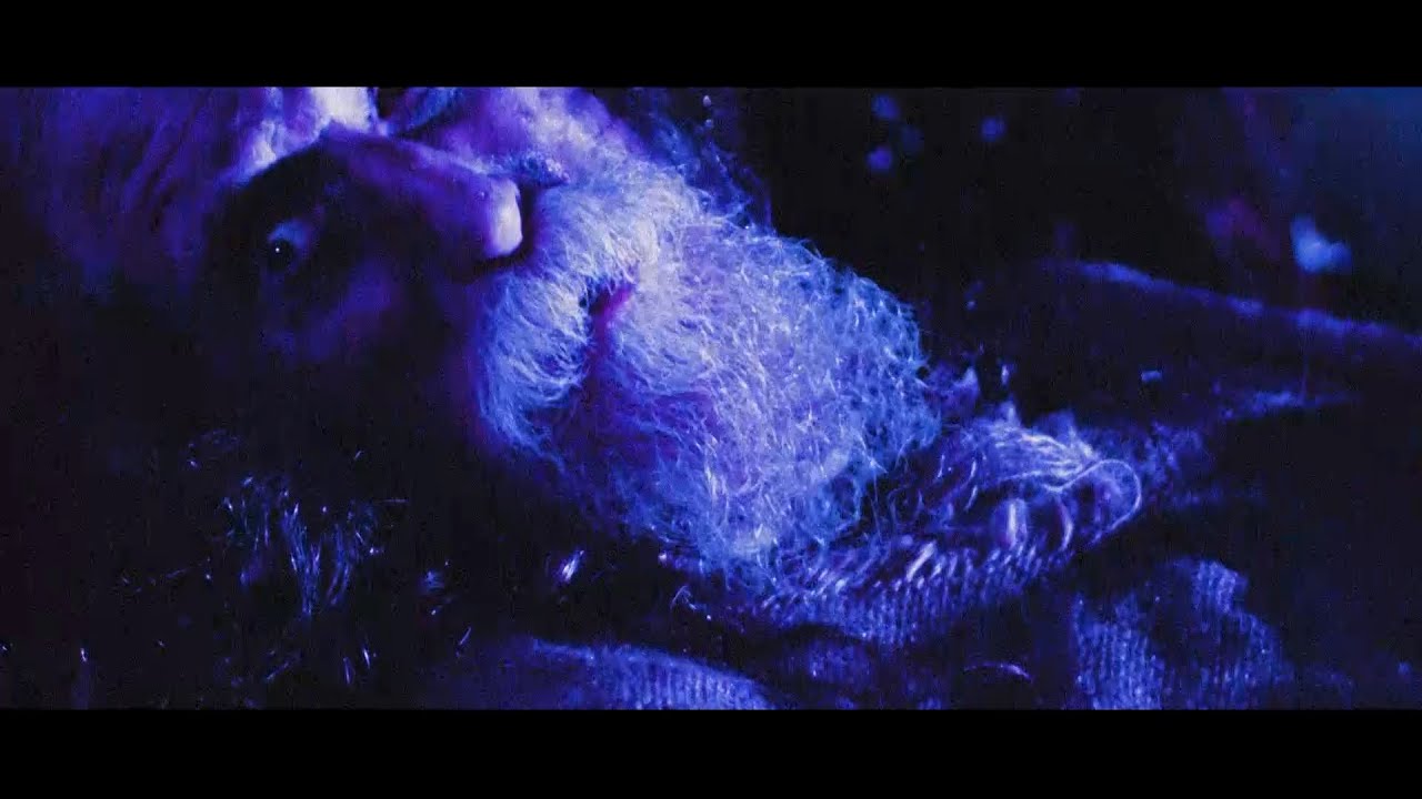 THE PINBALLS「WIZARD」(Official Music Video)