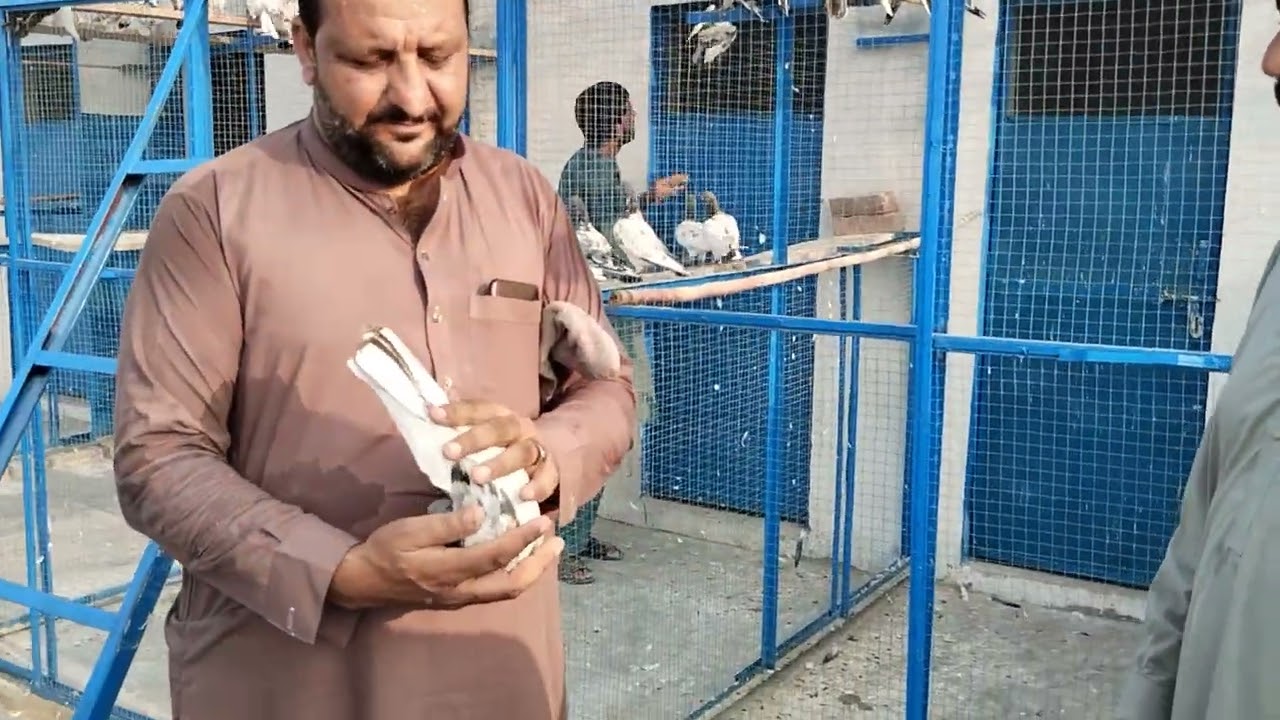 World Famous Ustad Ameer Mokhtiar Khan kily khail k record yafata kaboter ka shok