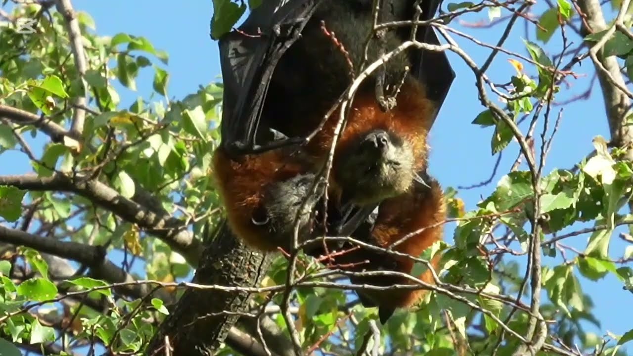 HUNDREDS OF FLYING FOXES