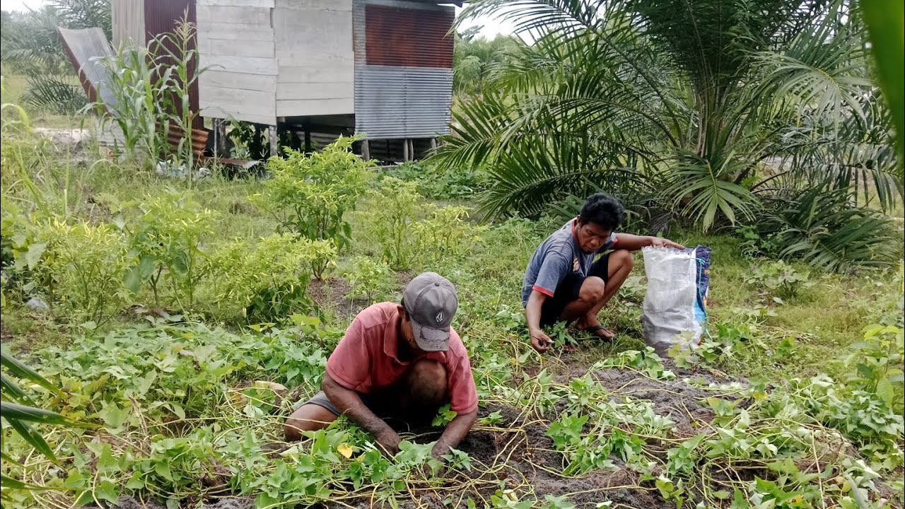 Panen Ubi Jalar Di Kebun PPKS 239