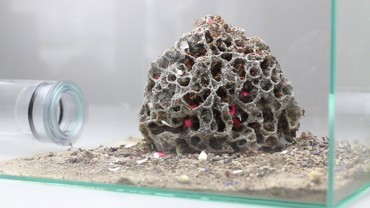 ANTCUBE getrocknete Blüten für Blattschneiderameisen