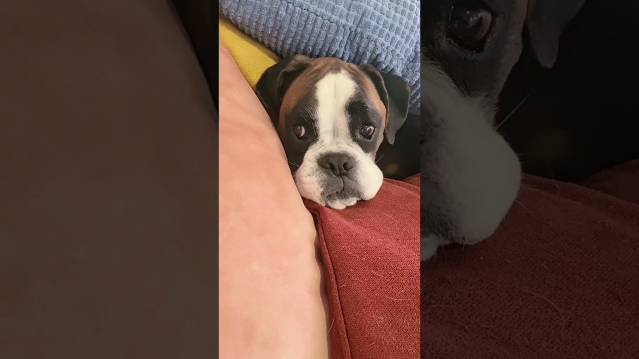 Bobby is scared of the thunder  #boxerdog #labrador #dogboxer #dog