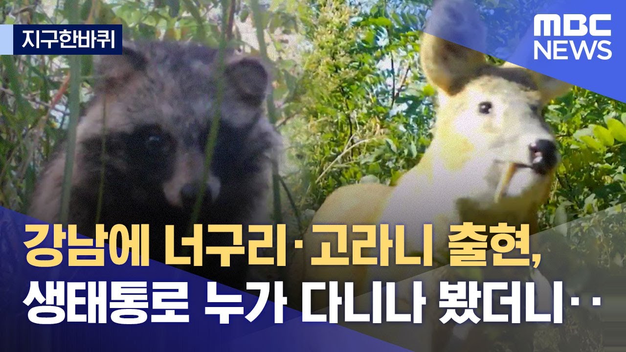 [지구한바퀴] 강남에 너구리&middot;고라니 출현, 생태통로 누가 다니나 봤더니‥ (2022.12.17/뉴스데스크/MBC)