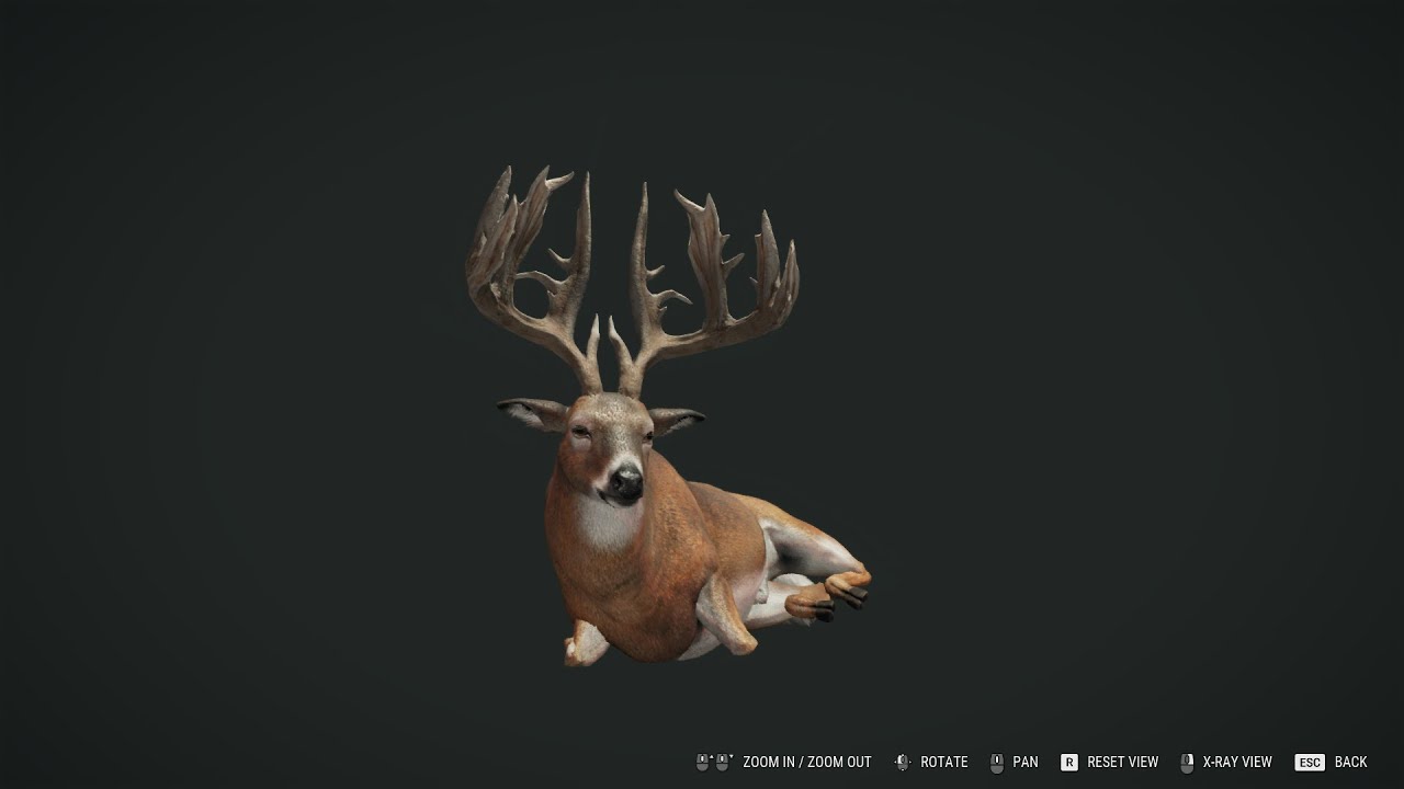 Whitetail deer - 10/Great one