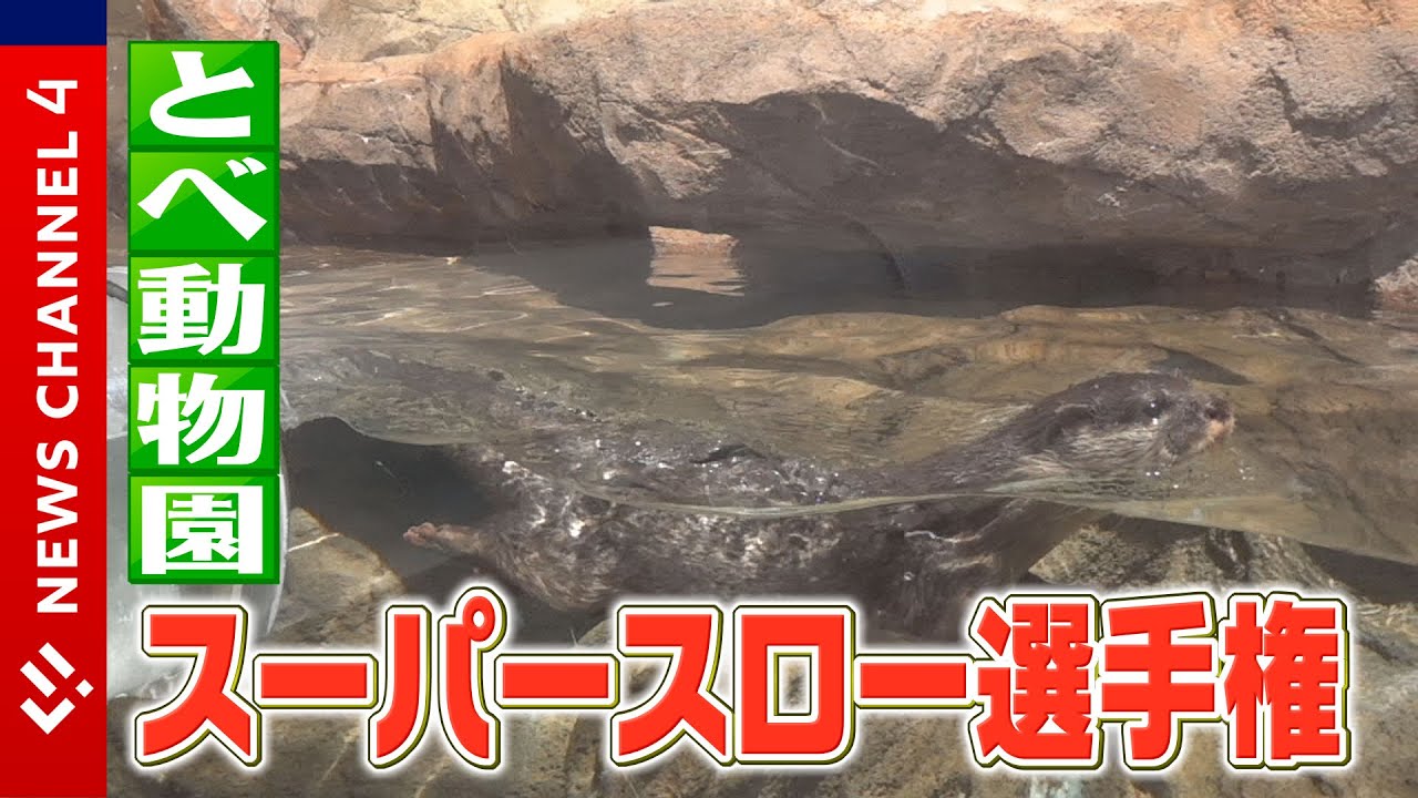 【スーパースロー】動物たちのキュートな仕草をスロー撮影してみた！＜NEWS CH.4＞