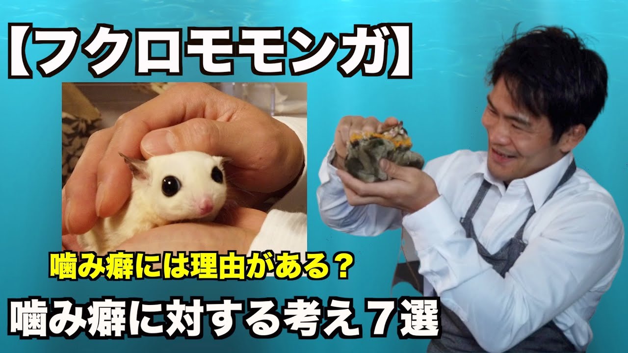 【フクロモモンガ】噛み癖の原因と対策７選