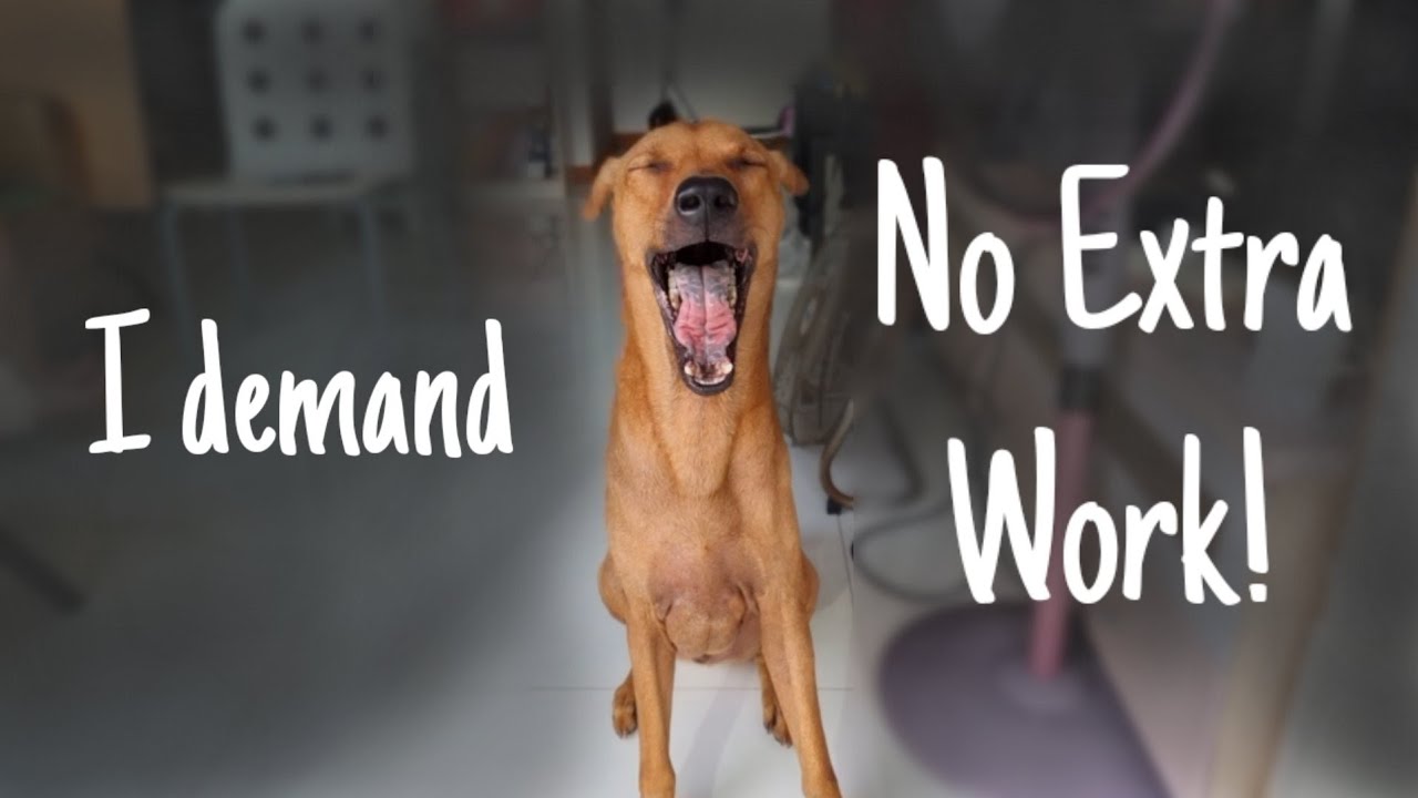 When your dog complains about having to do more than he used to [Stylogeeklife]