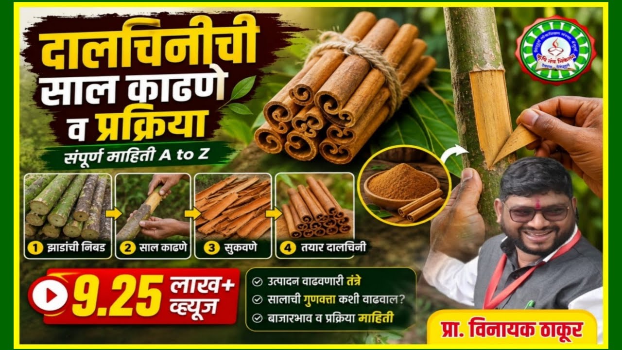 दालचिनीची साल काढणे/नागकेशर/तेजपत्ता वाळवणी प्रक्रीयाDalchini , Nagkeshar,Tejpatta valvani procedure