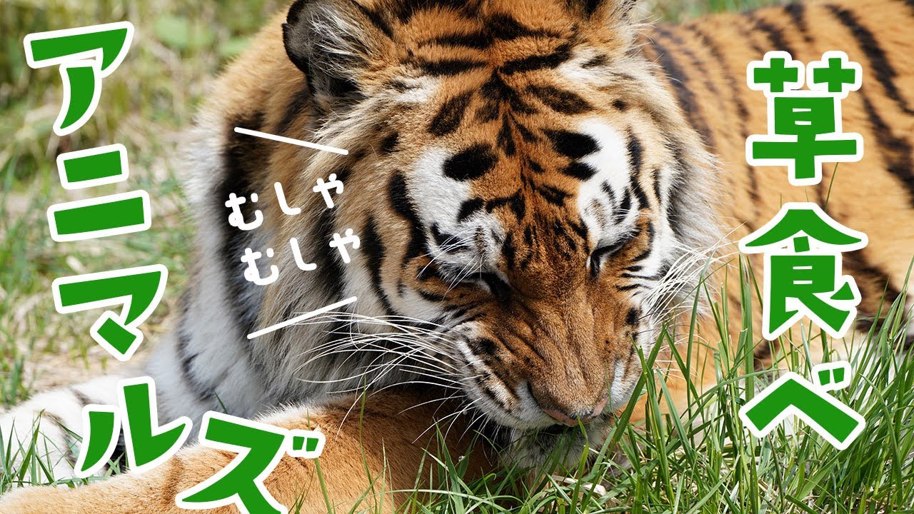 草食べ🍃 アニマルズ！！