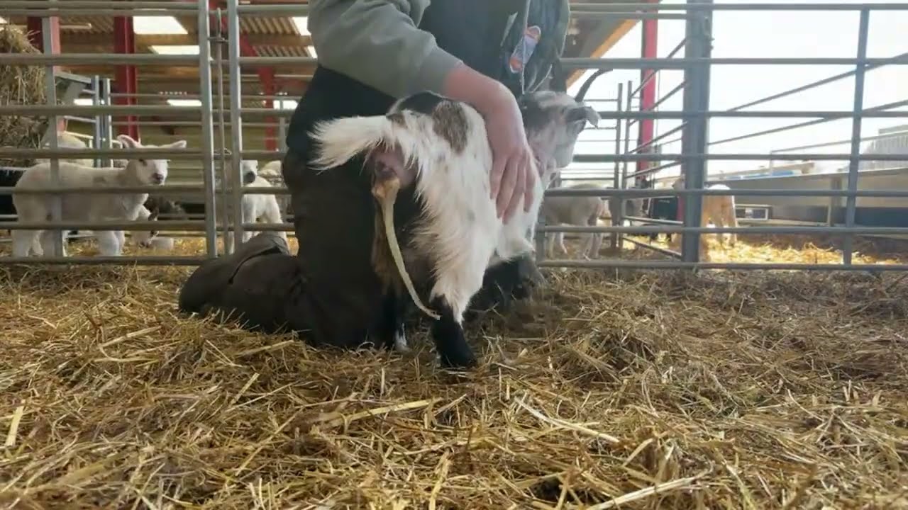LIVE! THREE Pygmy goats giving birth!