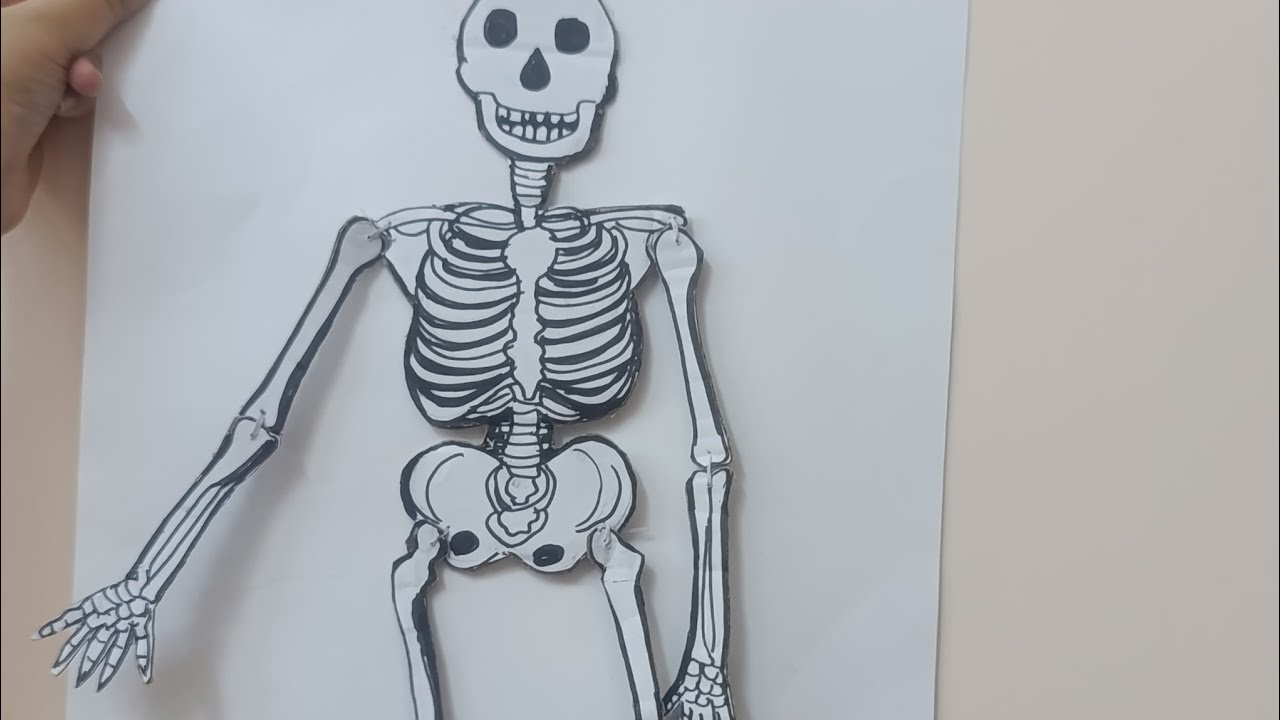 How-to make a human skeleton model for  school project/DIY human skeleton model project 